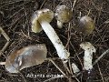 Amanita excelsa-amf210